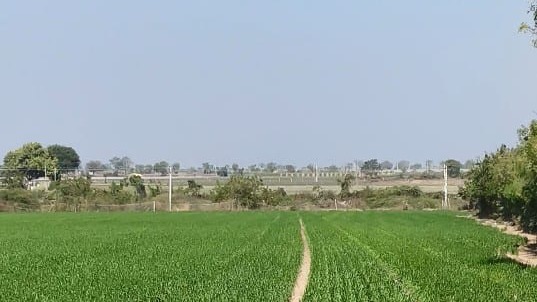 Green agricultural landscape in the Amreli district of Gujarat